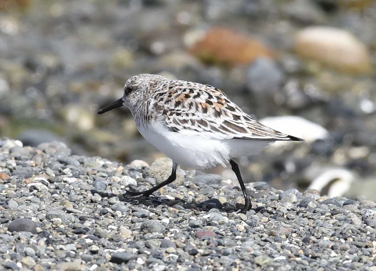 Sanderling - J Castillon