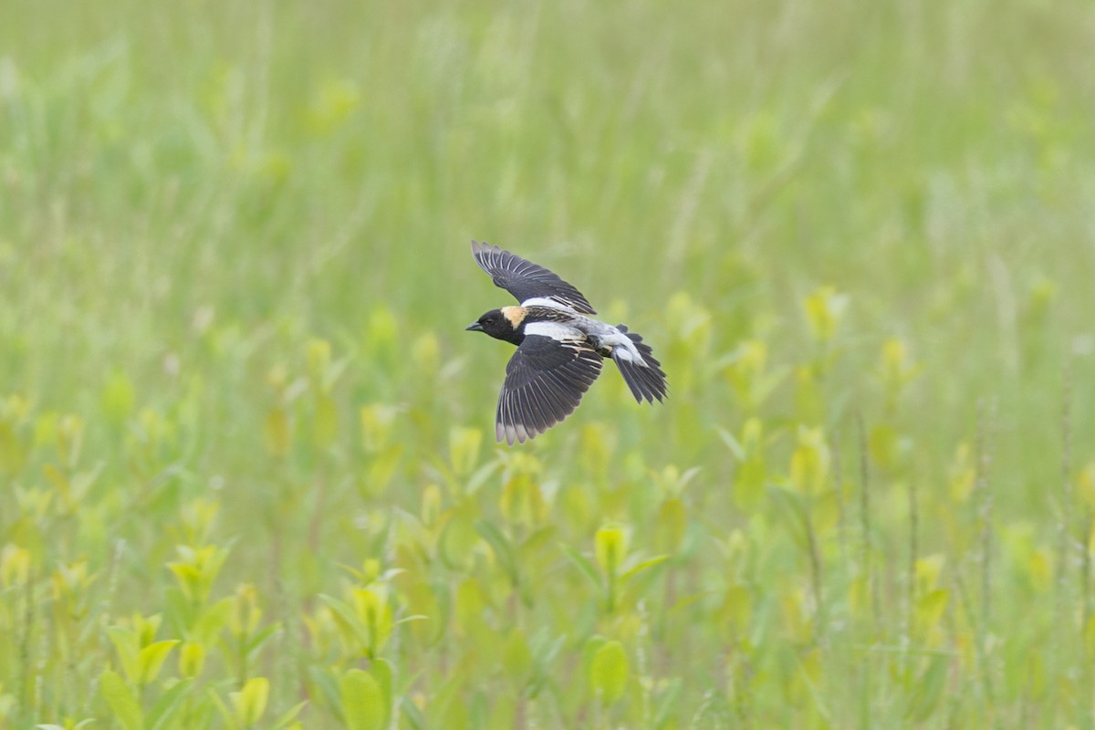 Bobolink - Peter Kwiatek