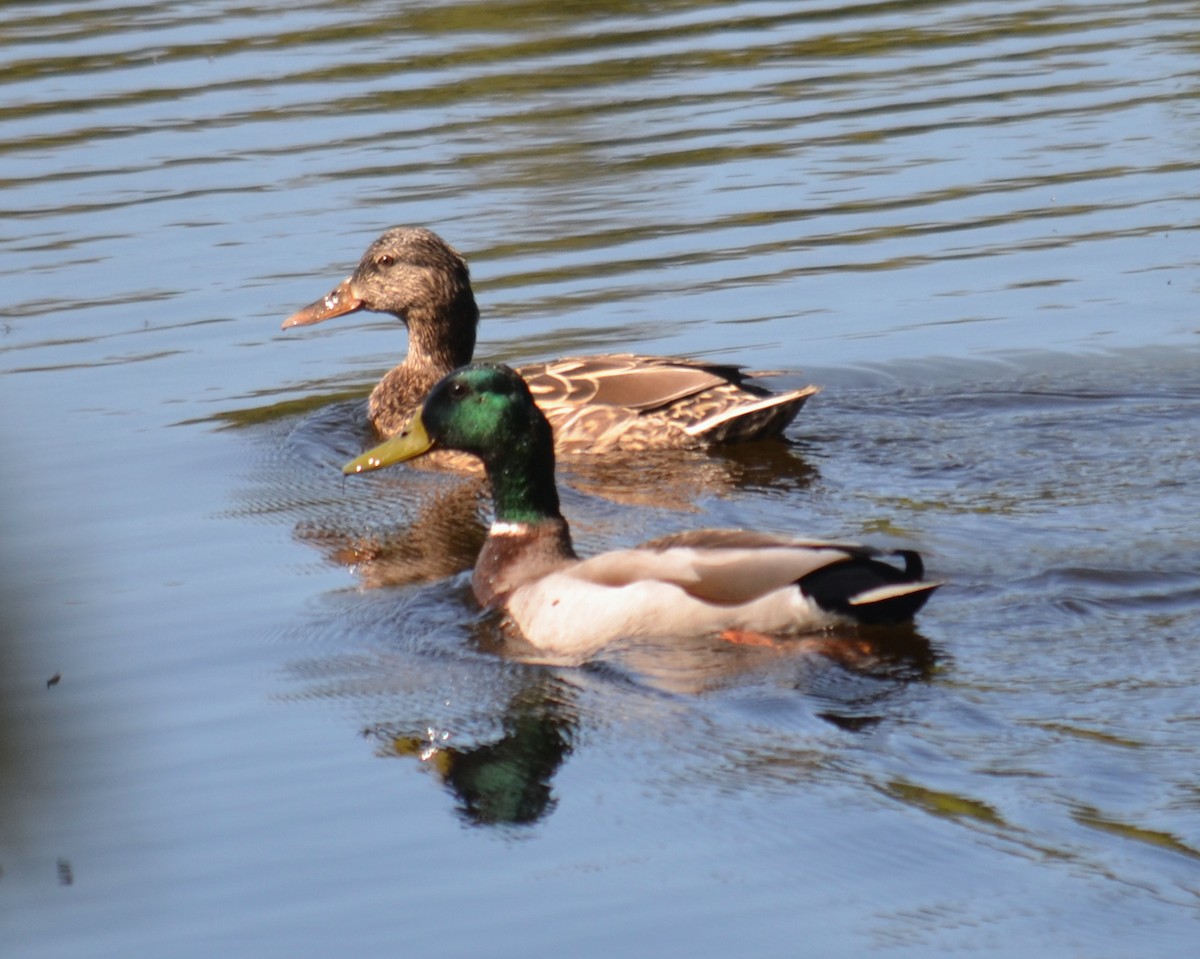 Canard colvert - ML619177583