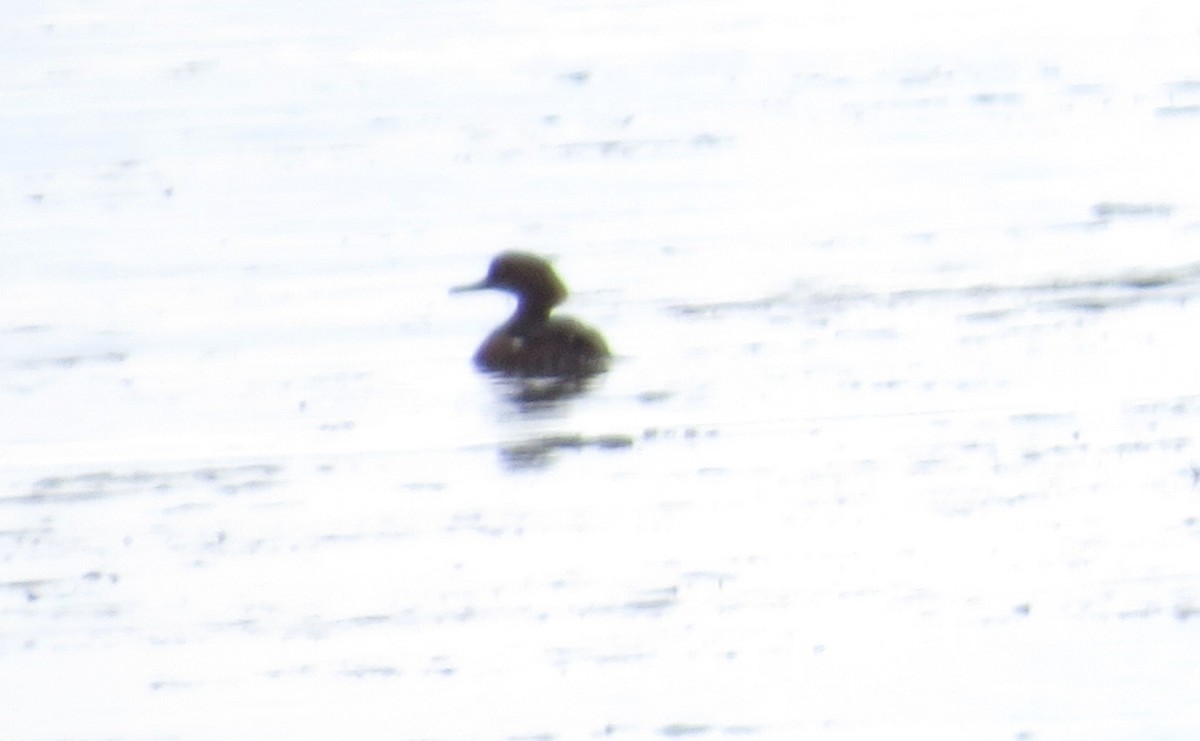 Hooded Merganser - "Chia" Cory Chiappone ⚡️