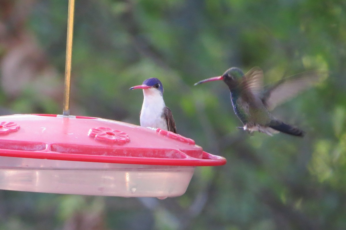 Violet-crowned Hummingbird - Alan Collier