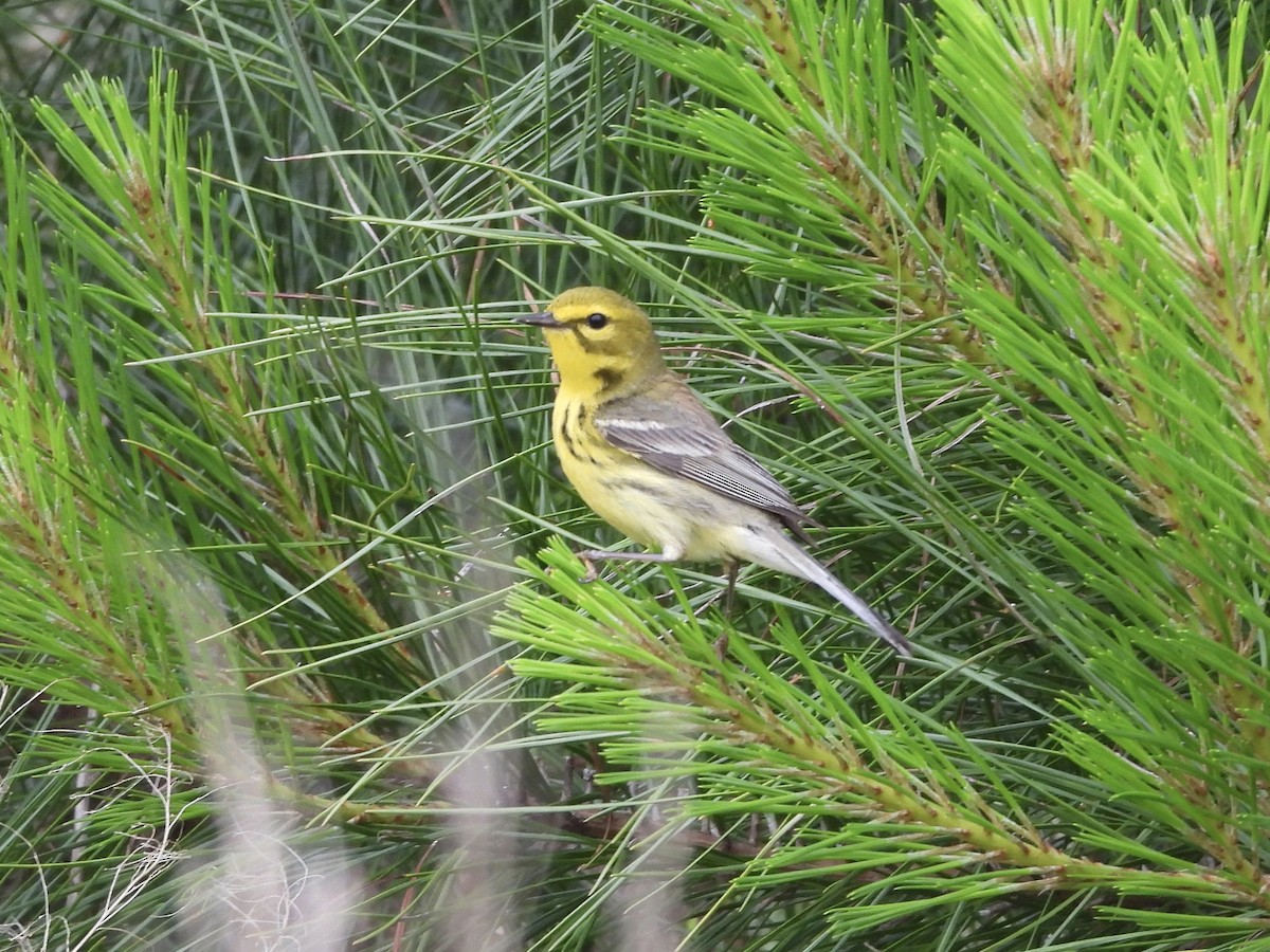 Prairie Warbler - Karen & Tom Beatty