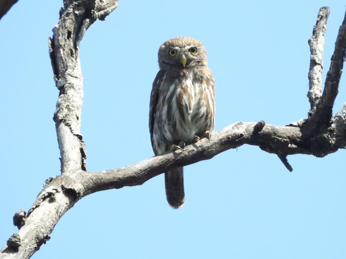 Ferruginous Pygmy-Owl - Kimberley Pérez López