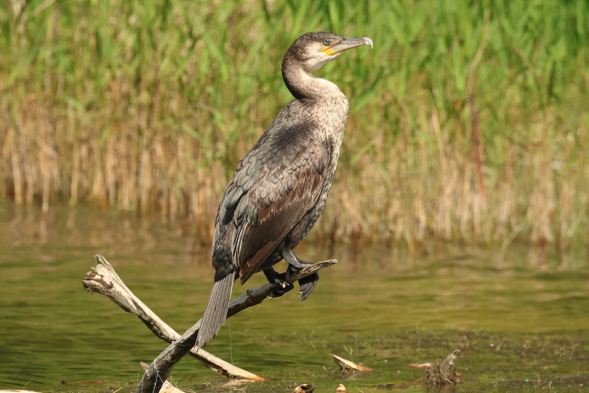 Cormorán Grande - ML619177619