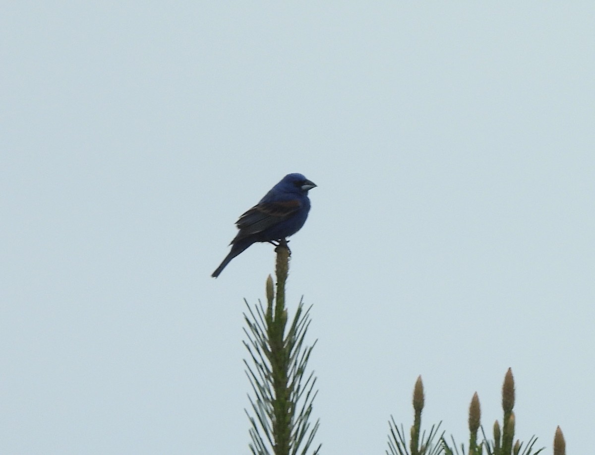 Blue Grosbeak - Karen & Tom Beatty