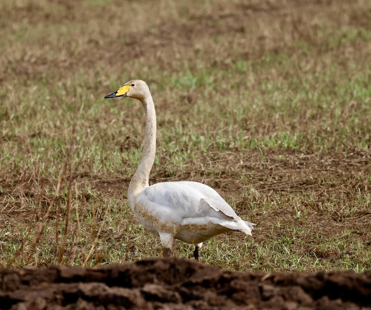 Whooper Swan - Jan Hansen