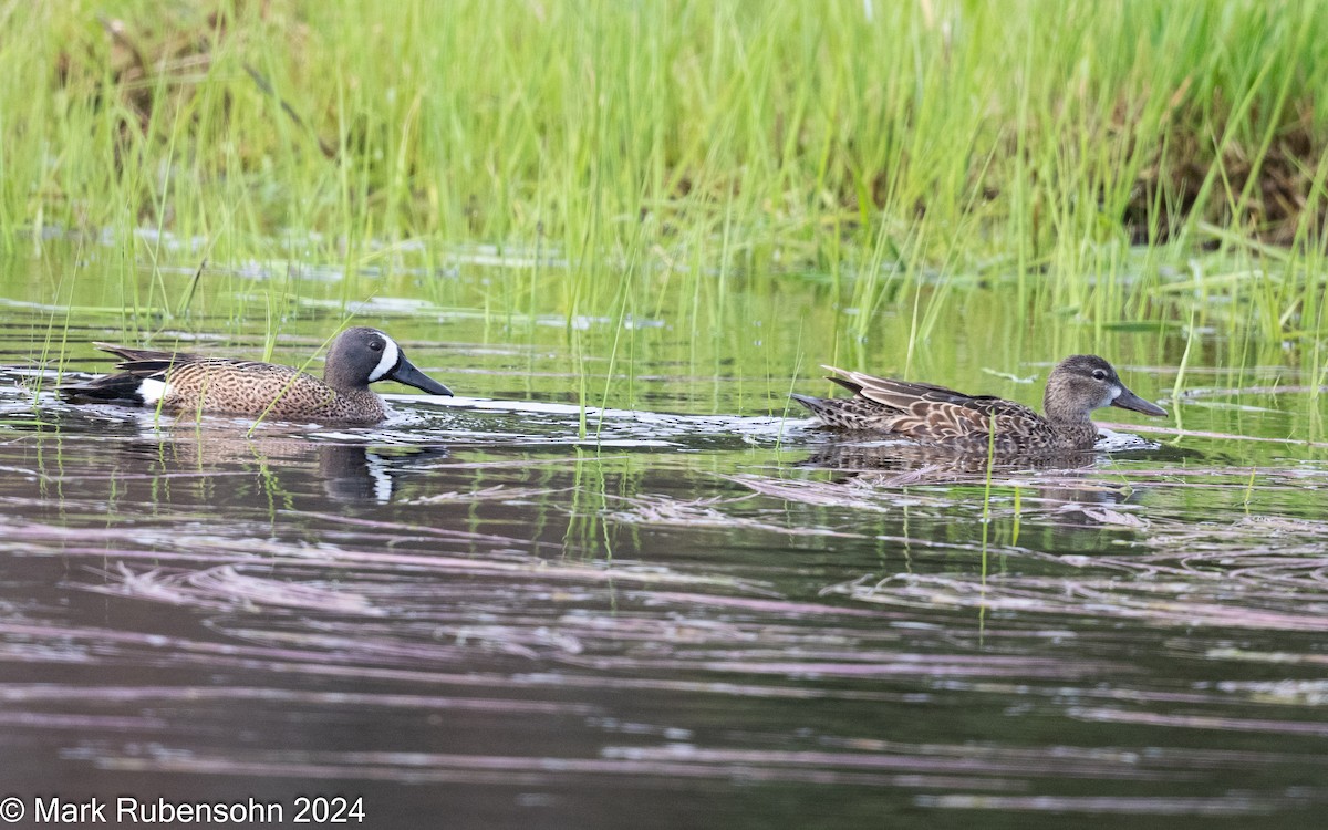 Blue-winged Teal - ML619177656