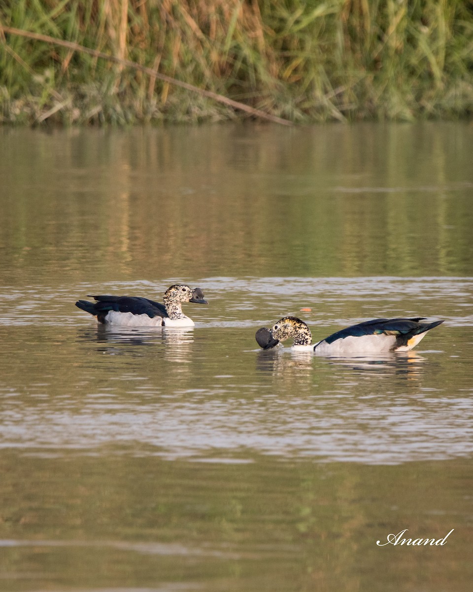 Knob-billed Duck - Anand Singh