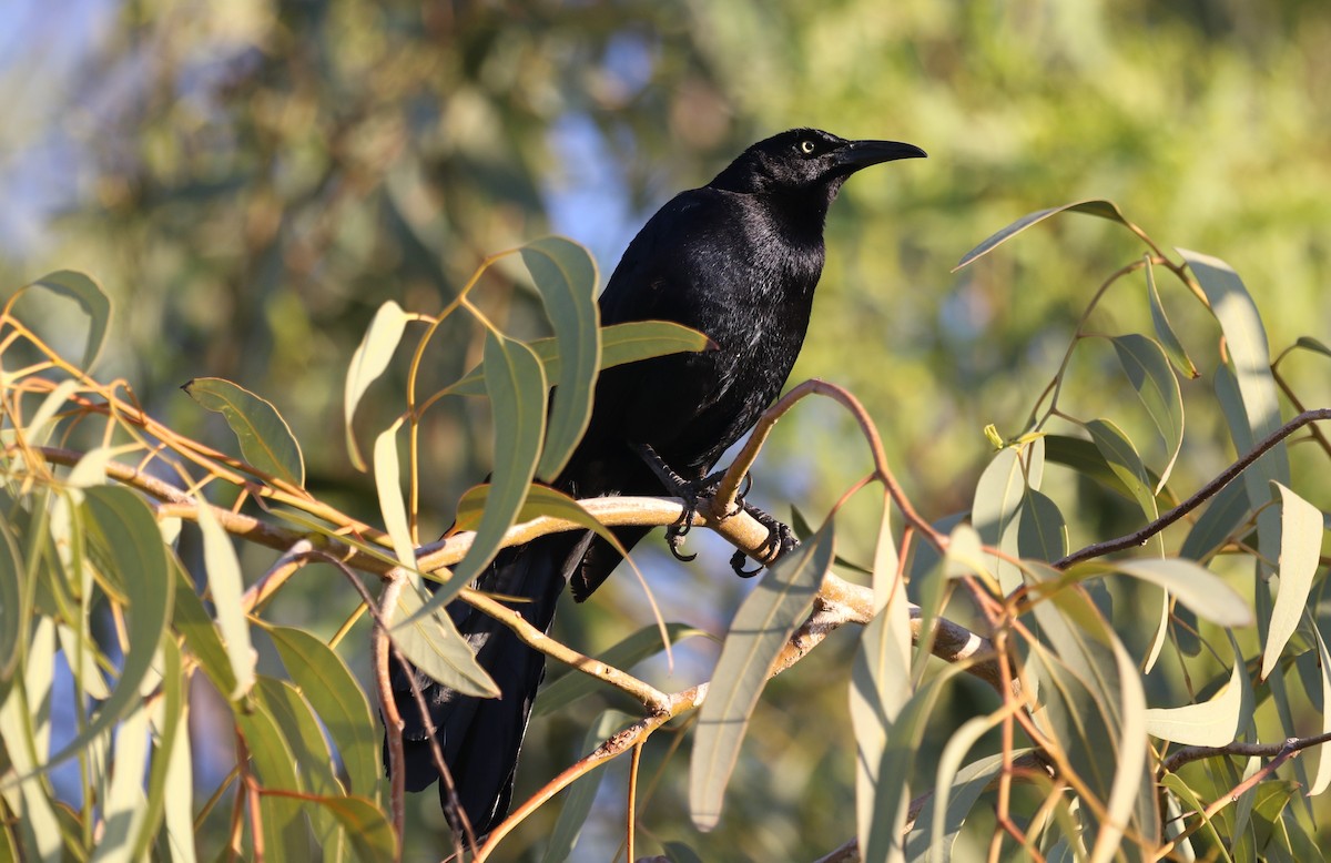 Great-tailed Grackle - James (Jim) Holmes