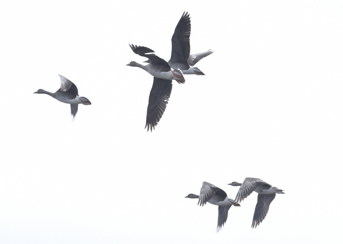 Greater White-fronted Goose - J Castillon