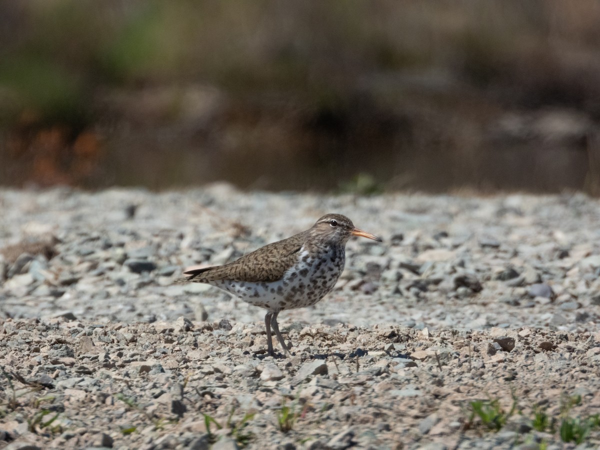 Spotted Sandpiper - ML619177743