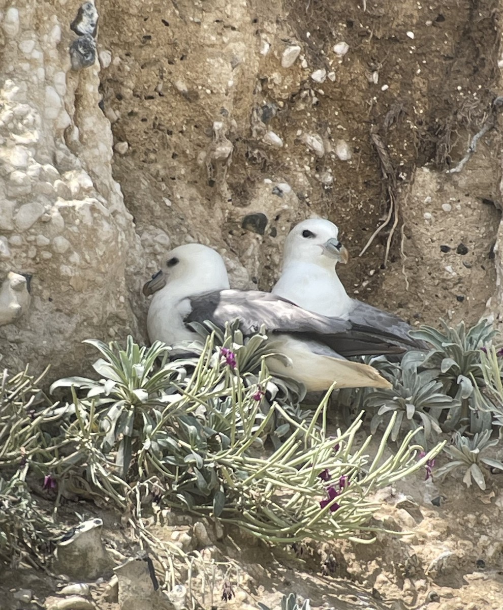 Northern Fulmar - Christine Whitebread