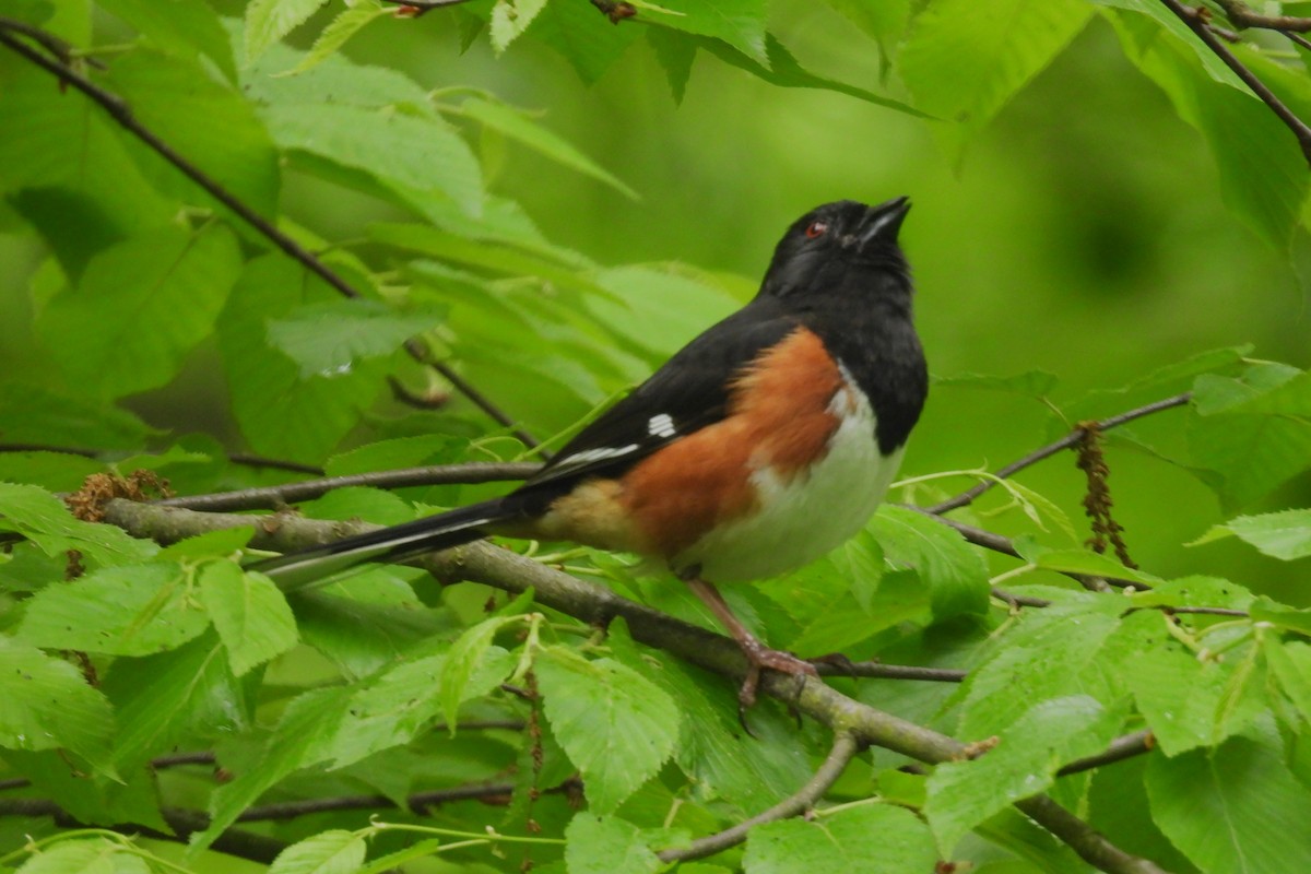 Eastern Towhee - ML619177752