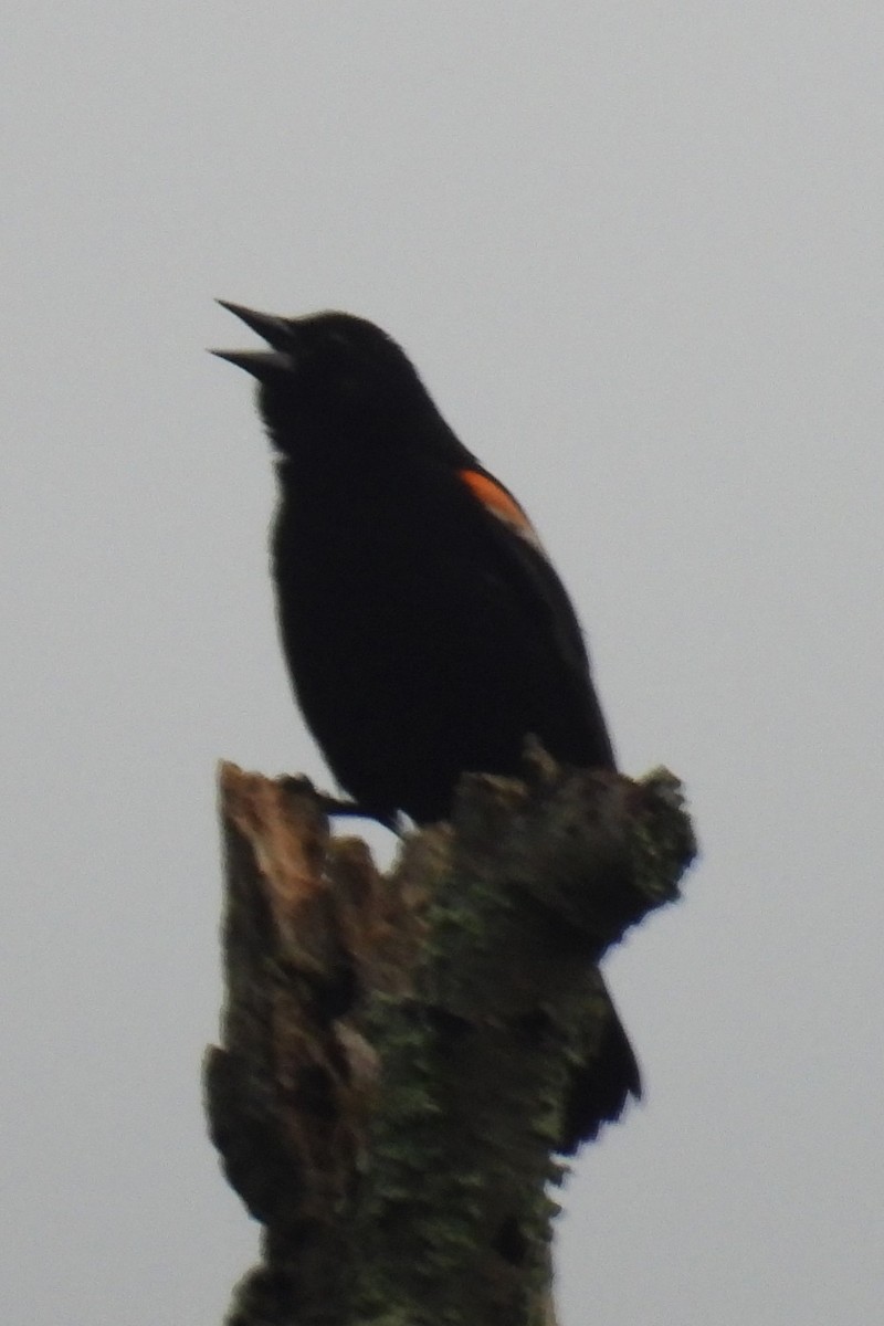 Red-winged Blackbird - Larry Gaugler