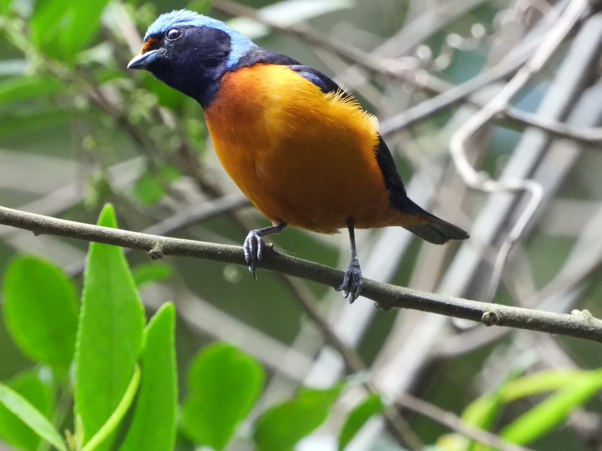 Elegant Euphonia - Kimberley Pérez López