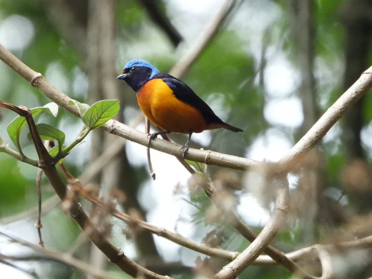 Elegant Euphonia - Kimberley Pérez López