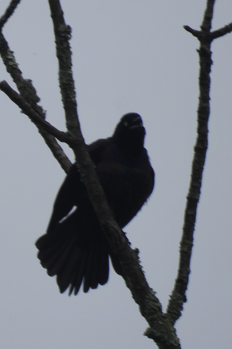 Common Grackle - ML619177780