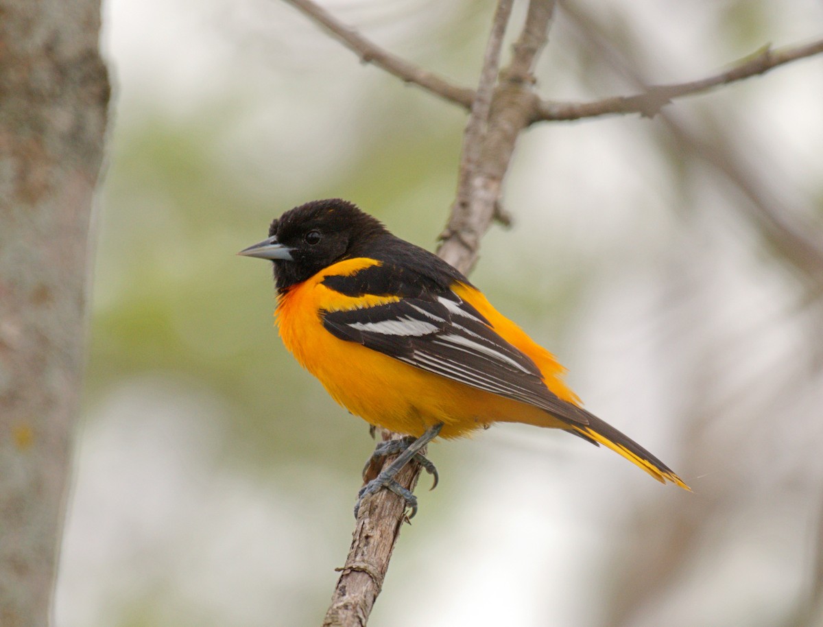 Baltimore Oriole - Jean-Phillipe Boucher