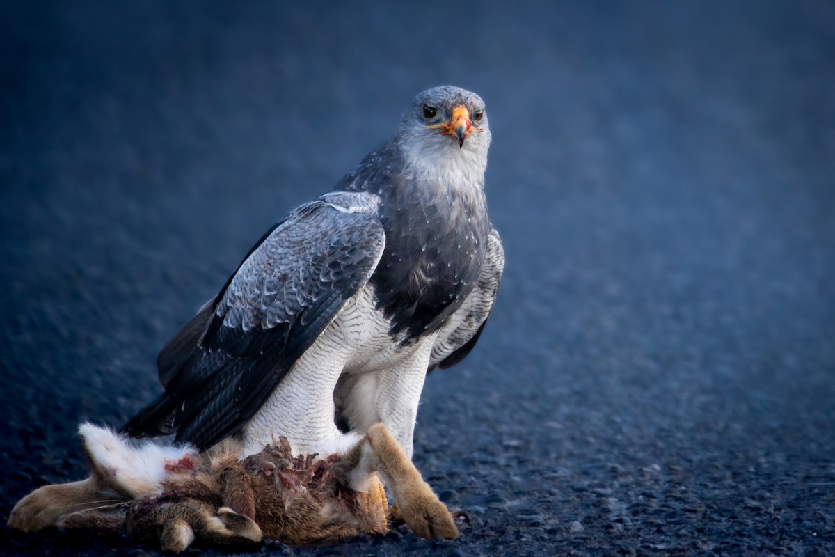 Black-chested Buzzard-Eagle - Pablo Andrés Cáceres Contreras