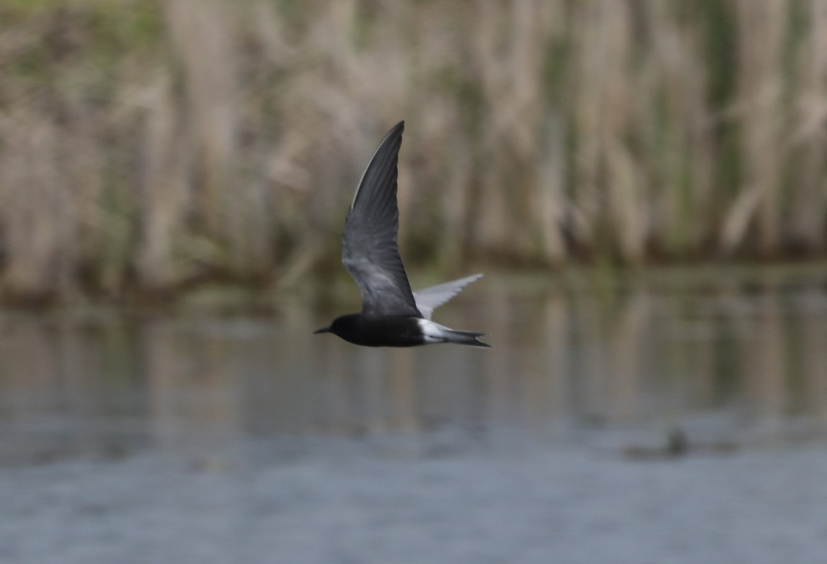 Black Tern - "Chia" Cory Chiappone ⚡️