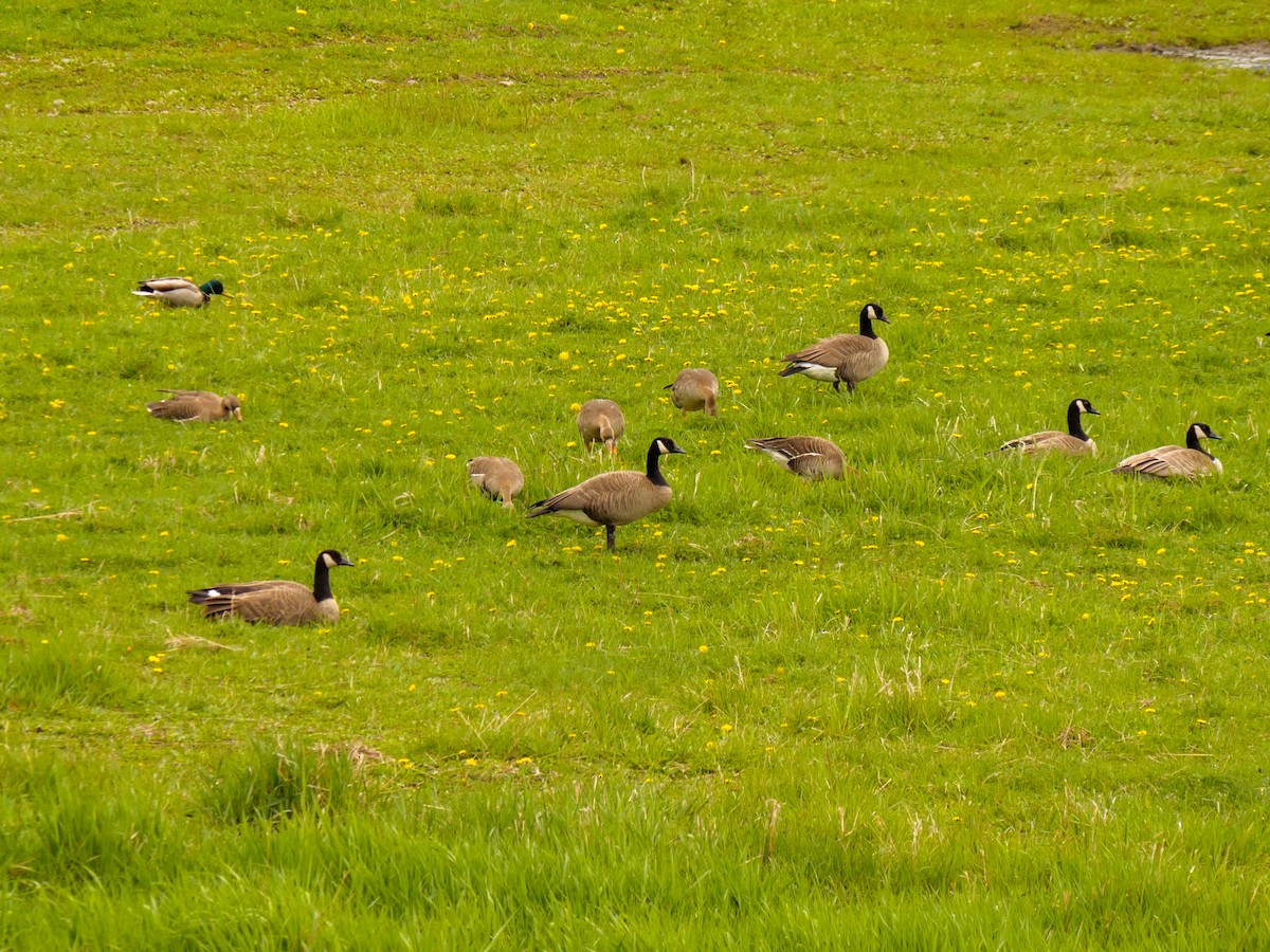 Canada Goose - Larry Joseph