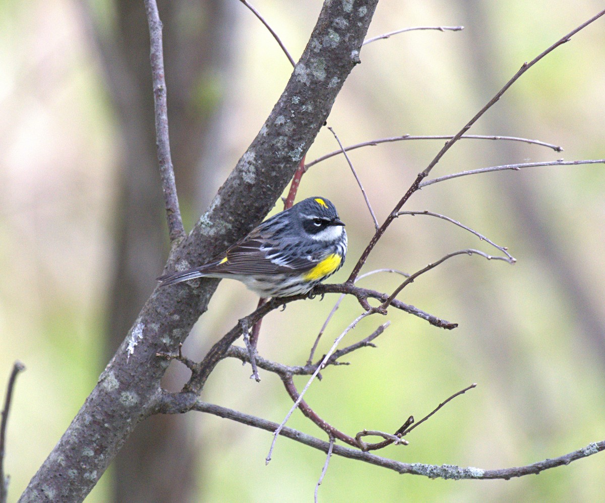 Yellow-rumped Warbler - Jean-Phillipe Boucher