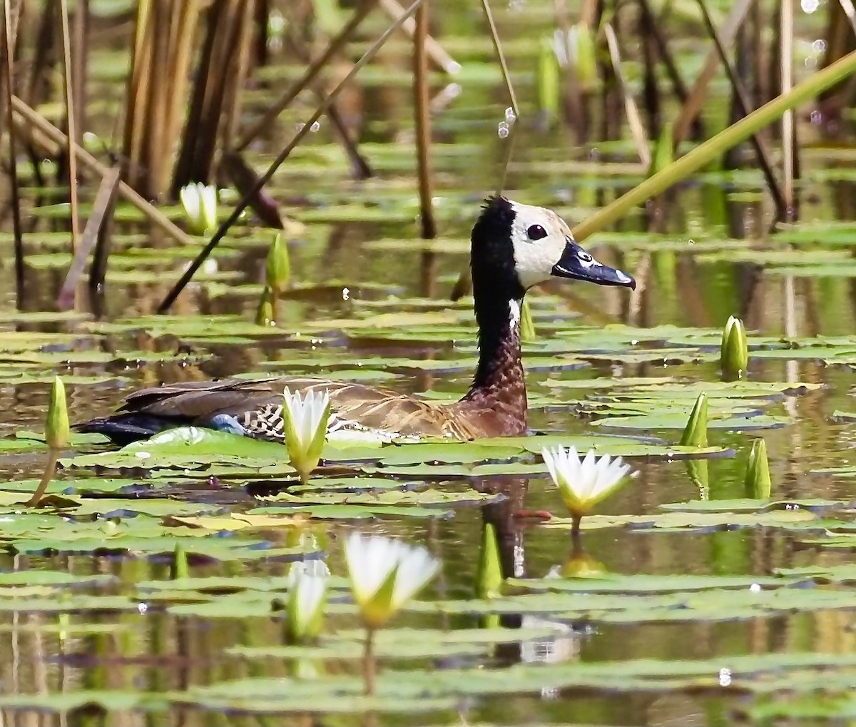 White-faced Whistling-Duck - ML619177836