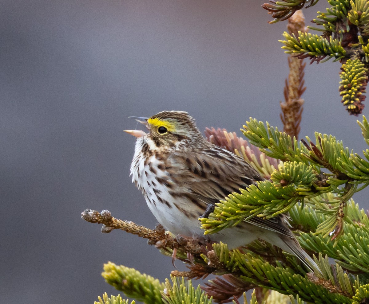 Savannah Sparrow - ML619177842