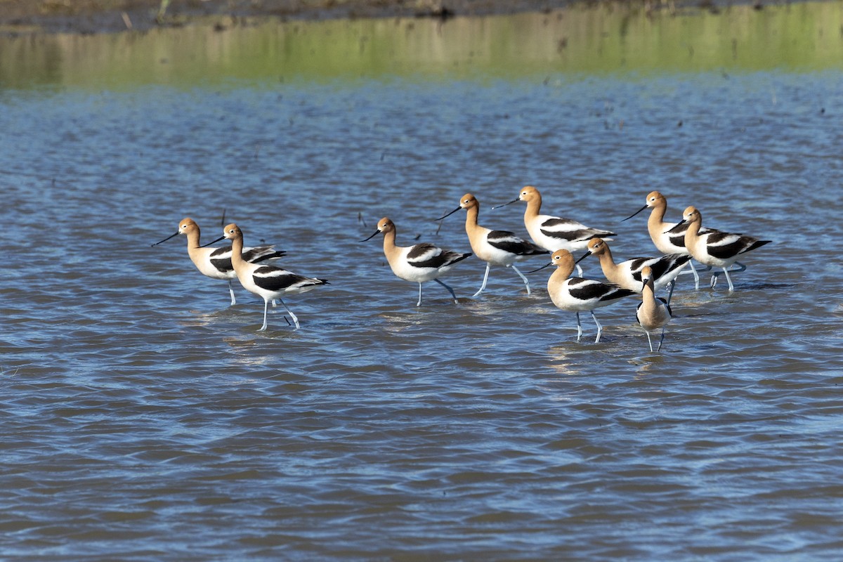 Avocette d'Amérique - ML619177845