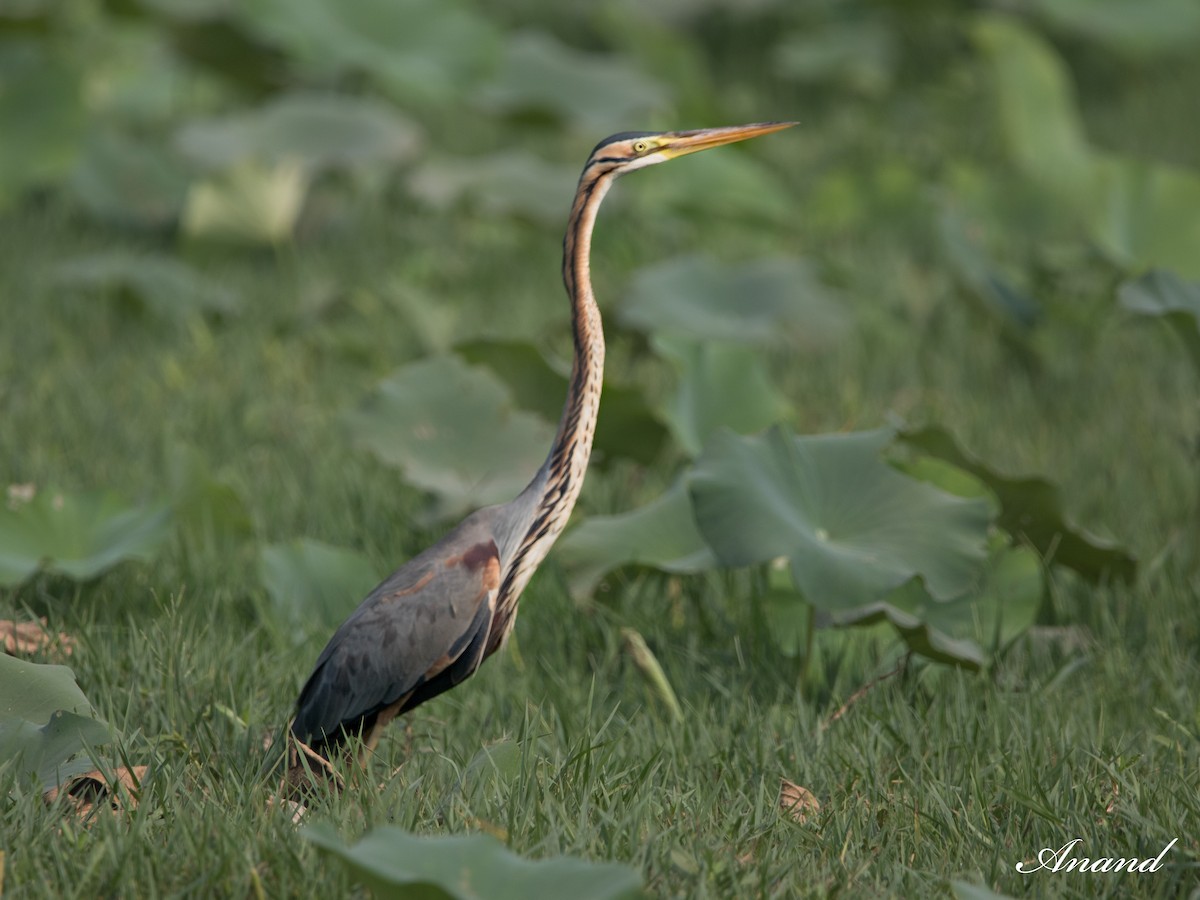 Purple Heron - Anand Singh