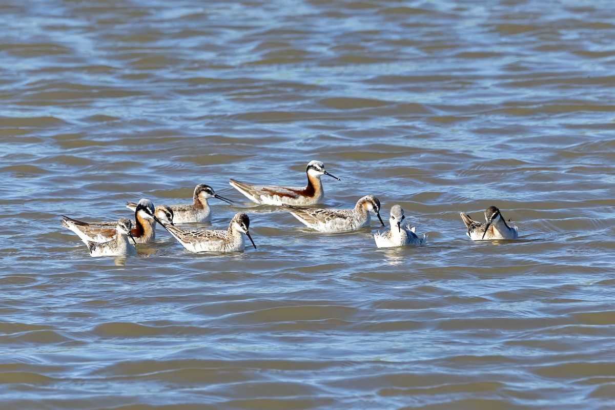 Wilson's Phalarope - Colleen Childers