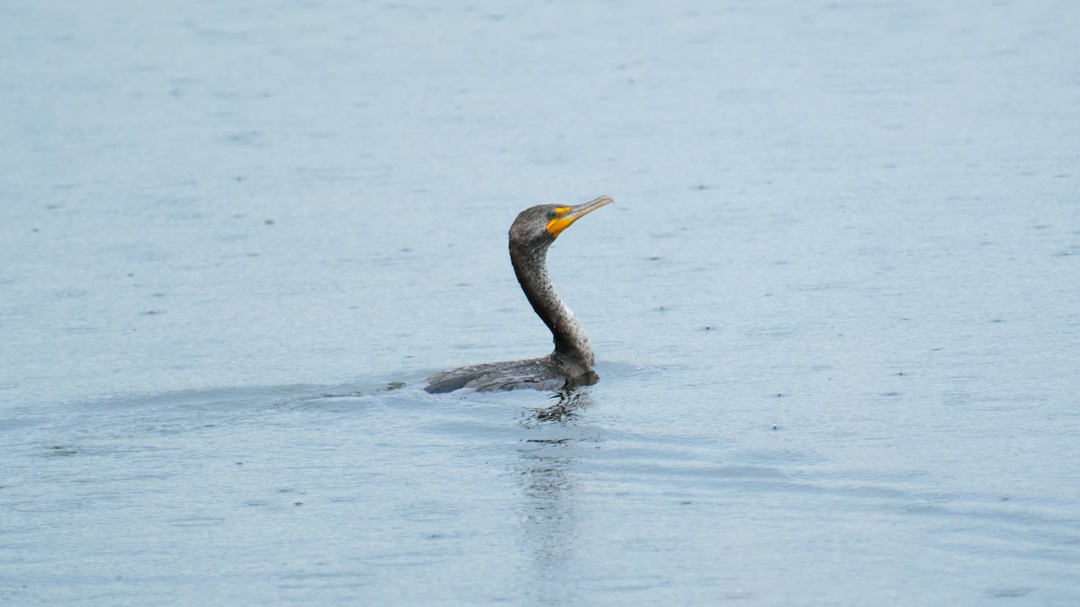 Double-crested Cormorant - Jesse Morris