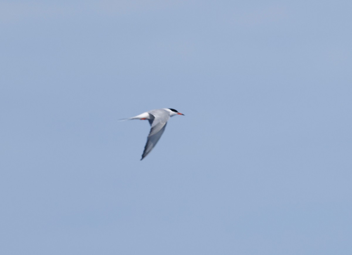 Common Tern - Robert Wallace