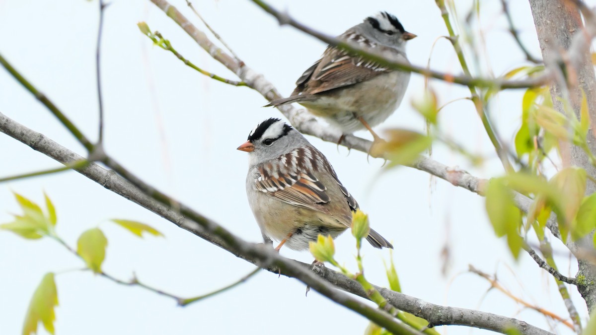 White-crowned Sparrow - Jesse Morris