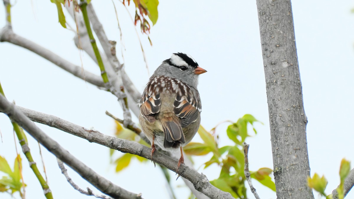 White-crowned Sparrow - Jesse Morris