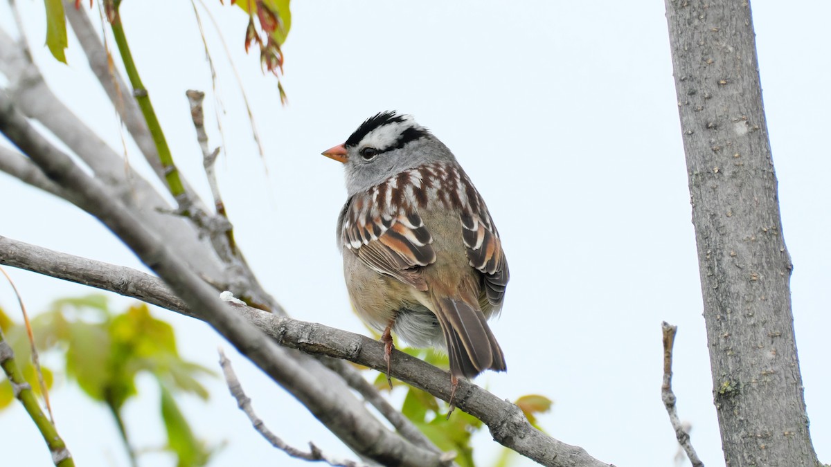 White-crowned Sparrow - Jesse Morris