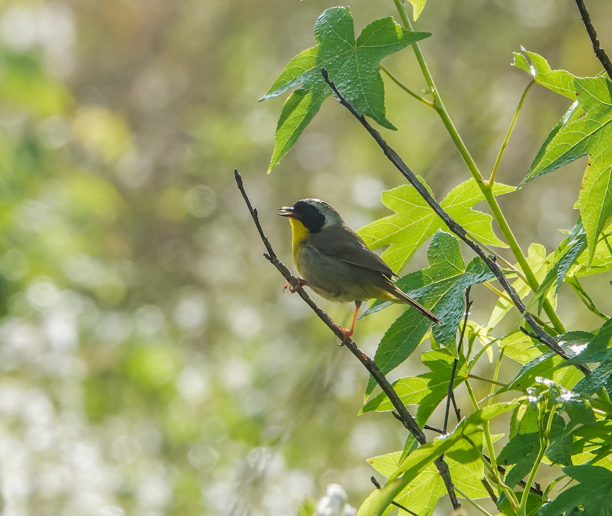 Common Yellowthroat - ML619177948