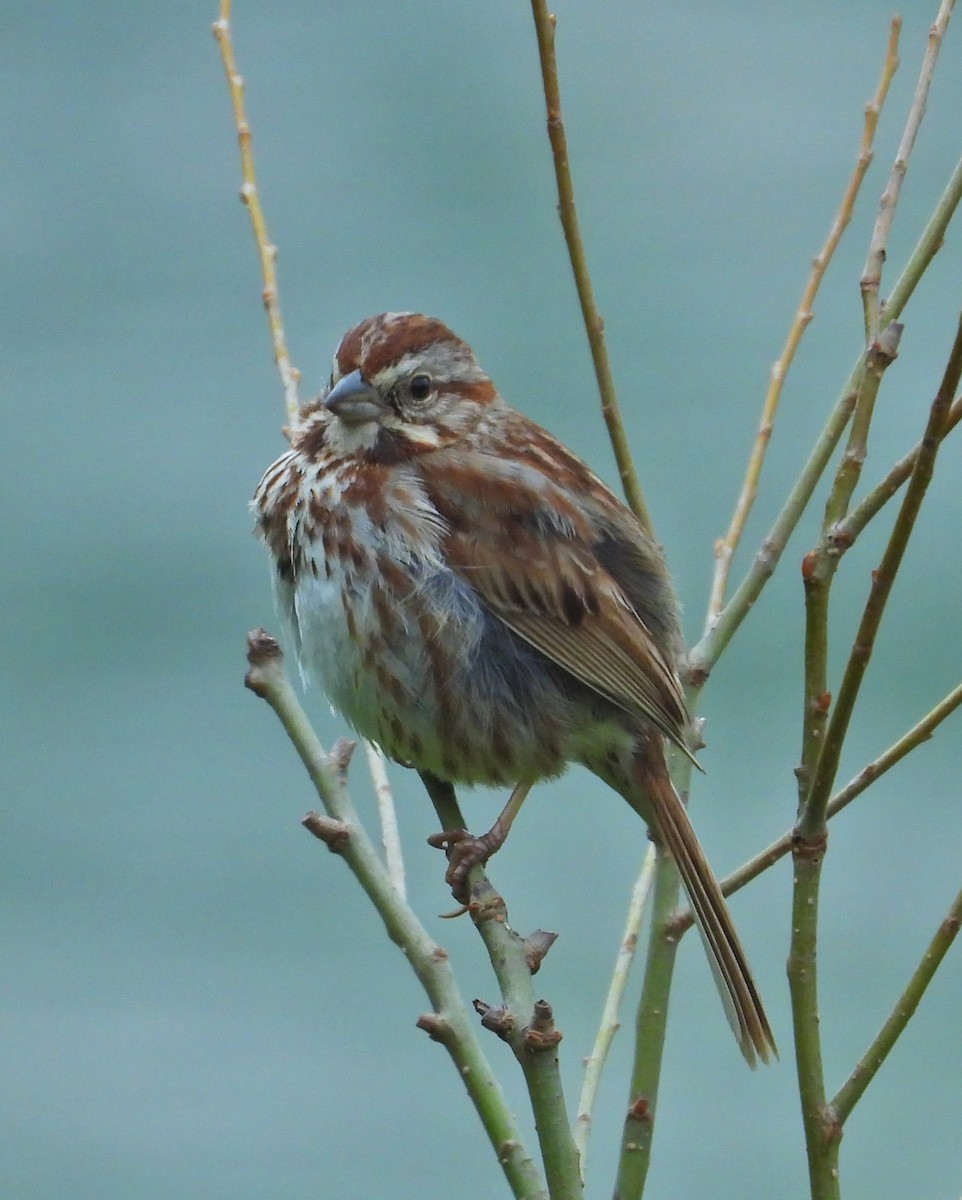 Song Sparrow - Mark Malec