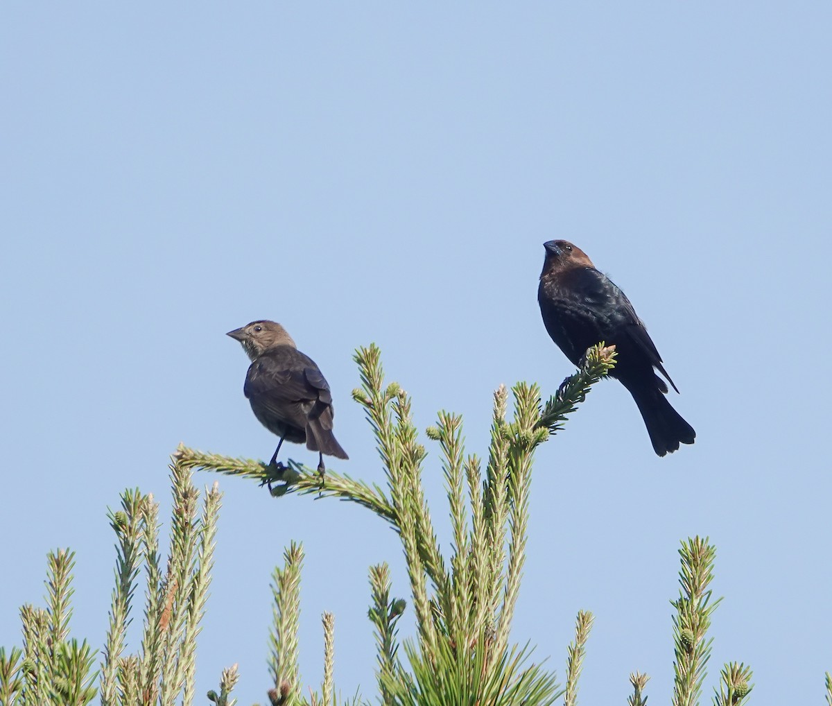 Brown-headed Cowbird - ML619177951