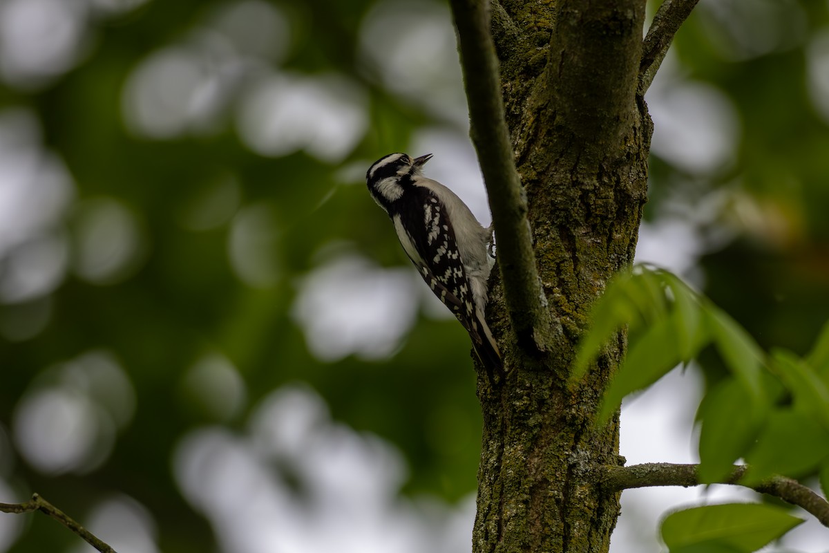 Downy Woodpecker - ML619177961