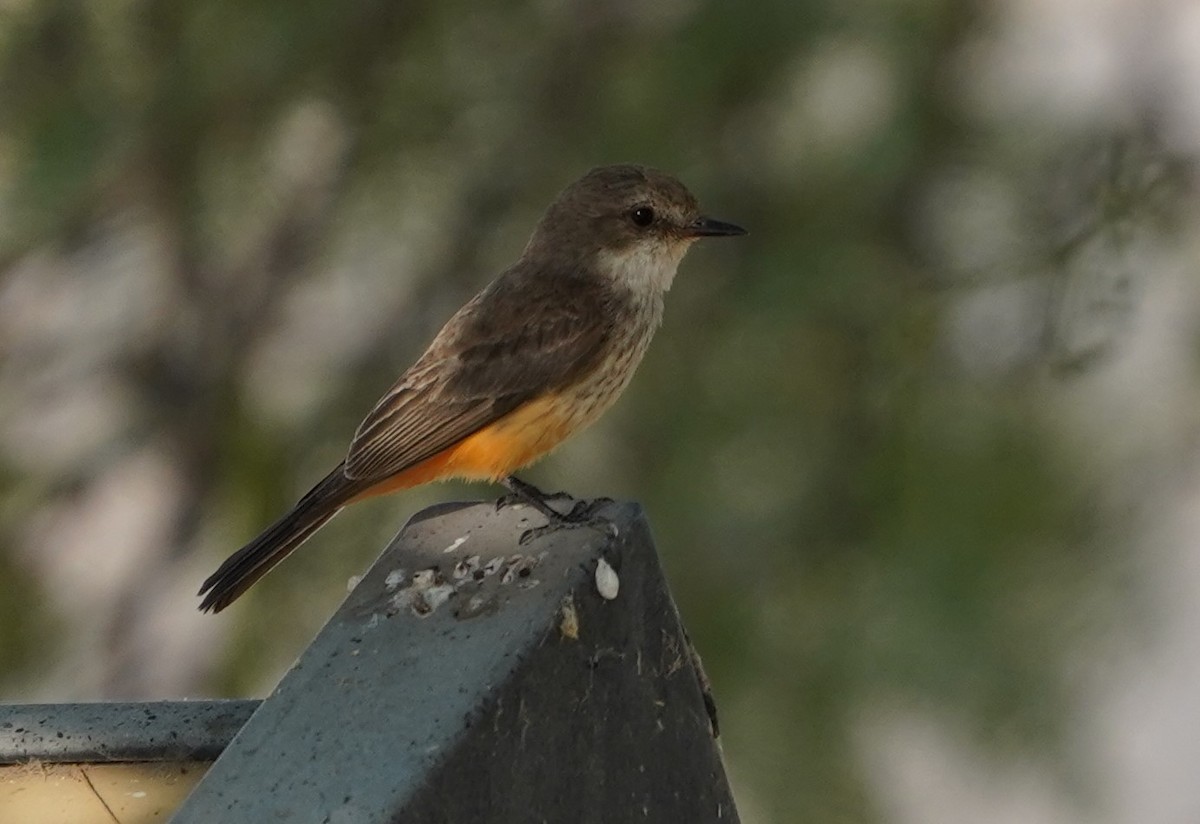 Vermilion Flycatcher - Phill and Lis Henry