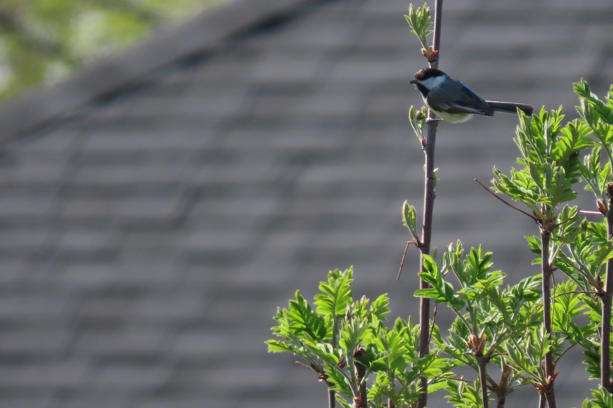 Black-capped Chickadee - ML619177969