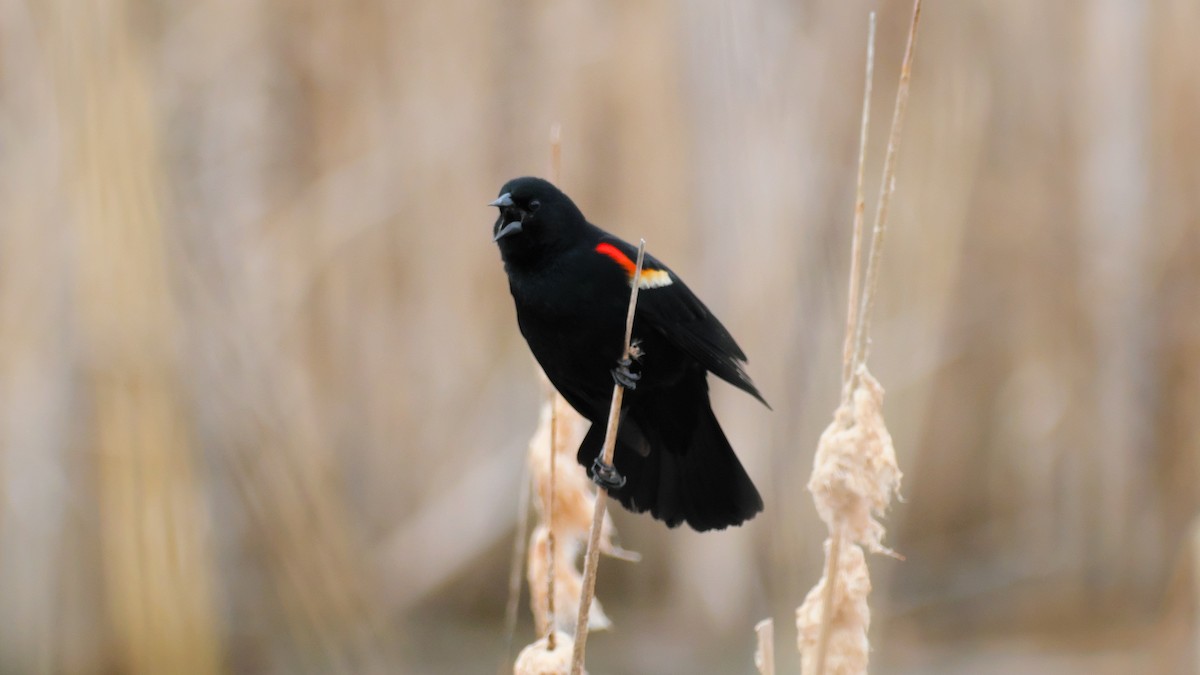 Red-winged Blackbird - Jesse Morris