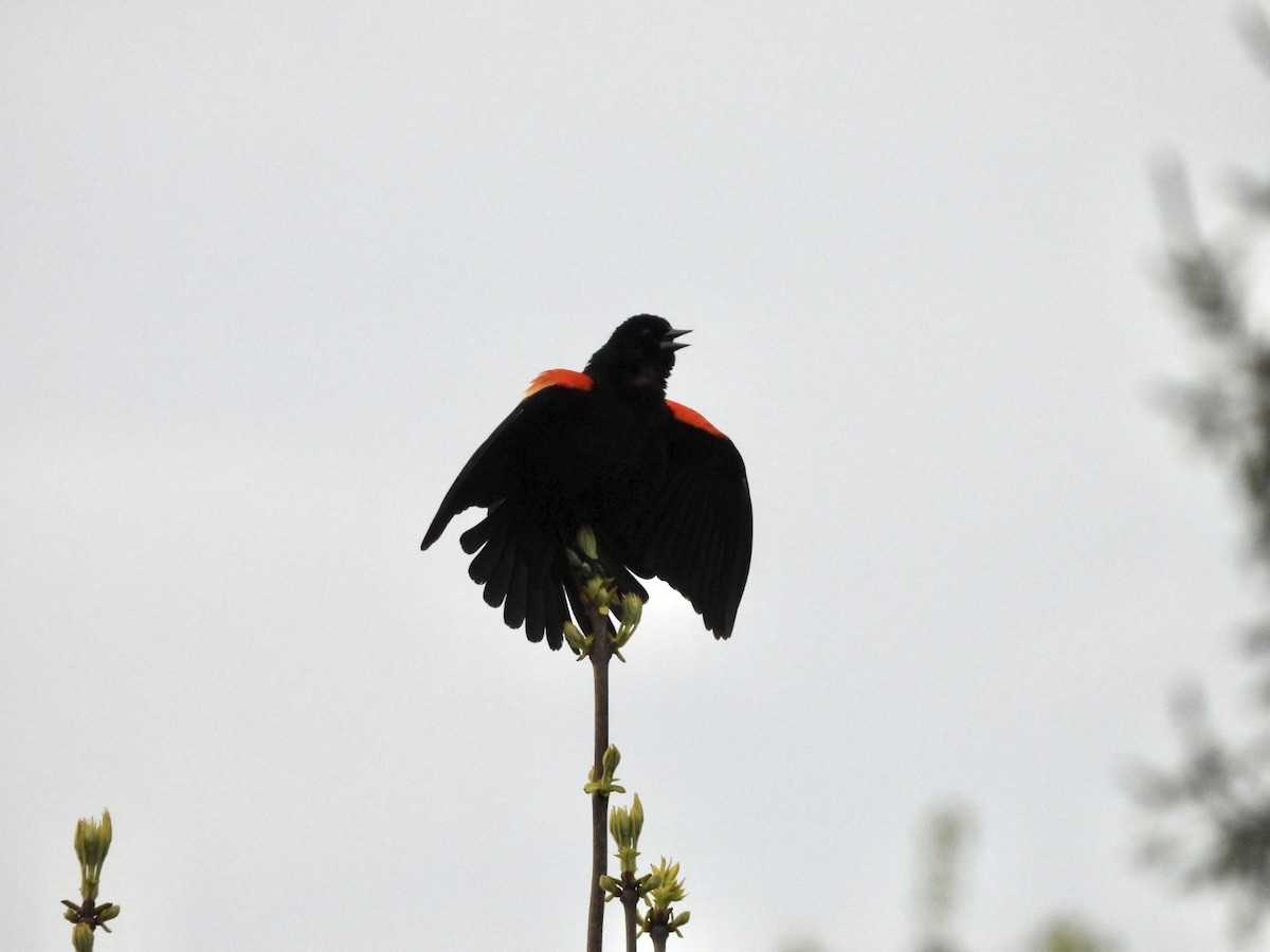 Red-winged Blackbird - Parise Beaulieu