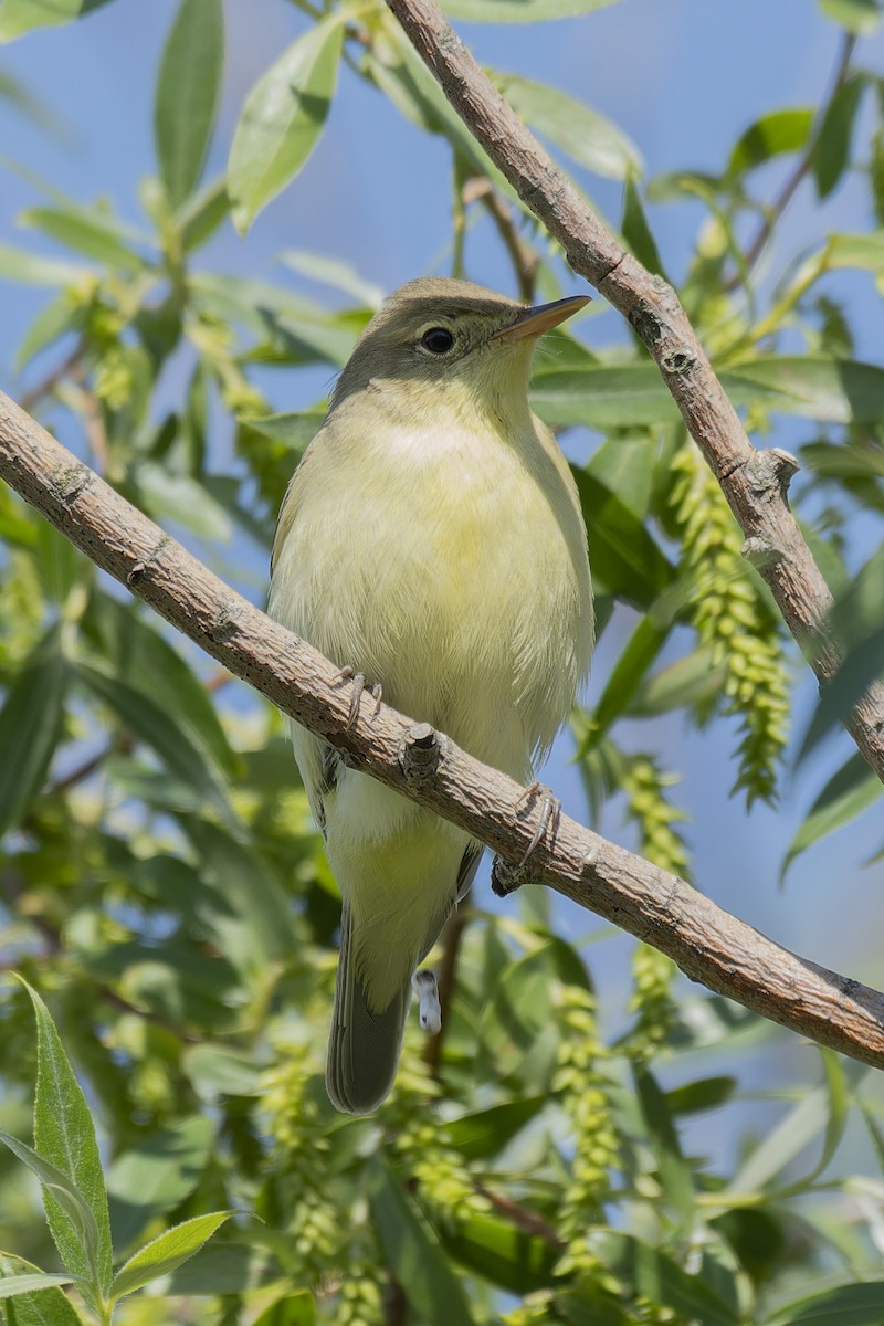 Icterine Warbler - john Butters