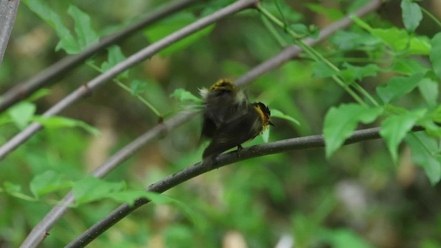 Cape May Warbler - ML619177992