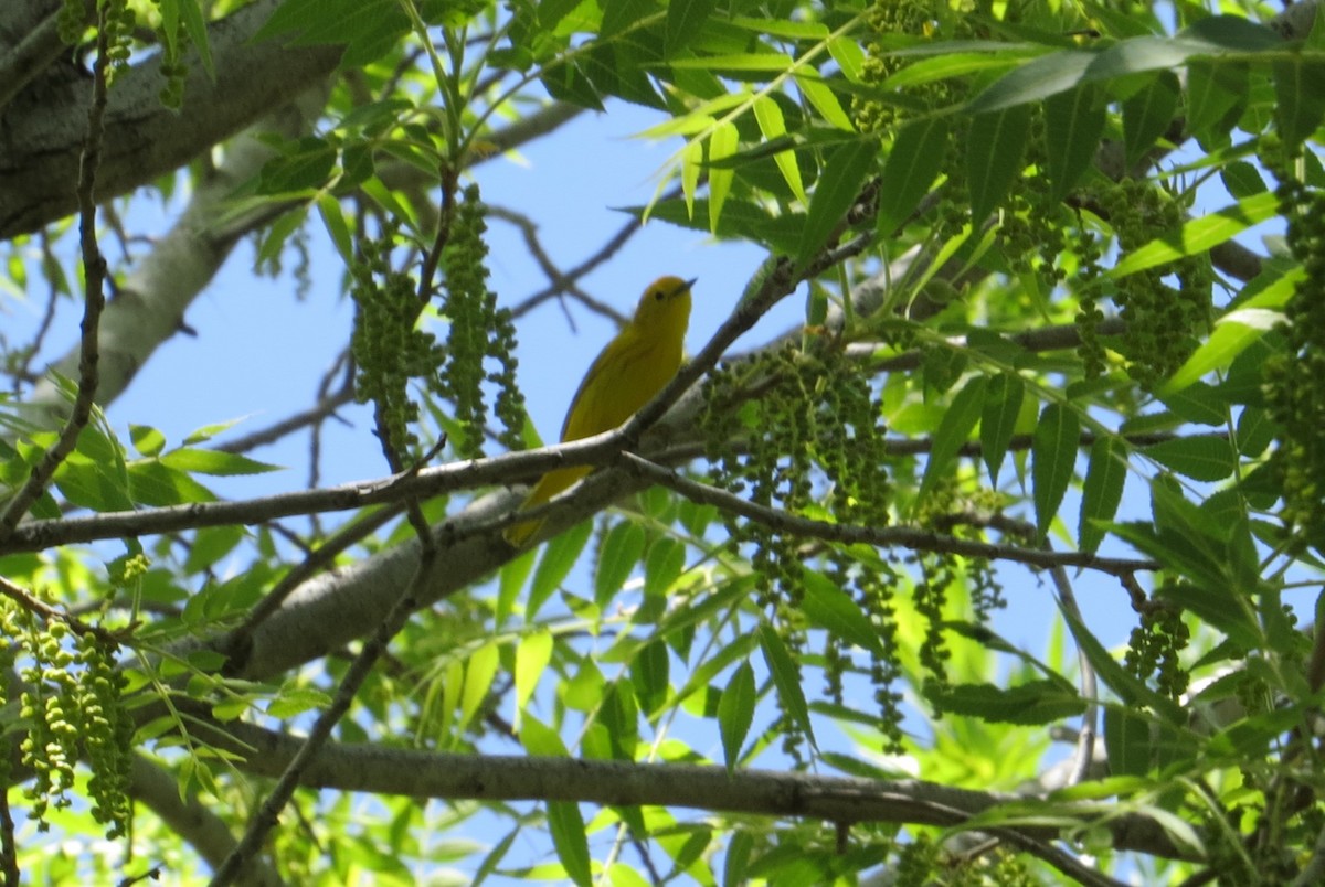 Yellow Warbler - Alan Collier