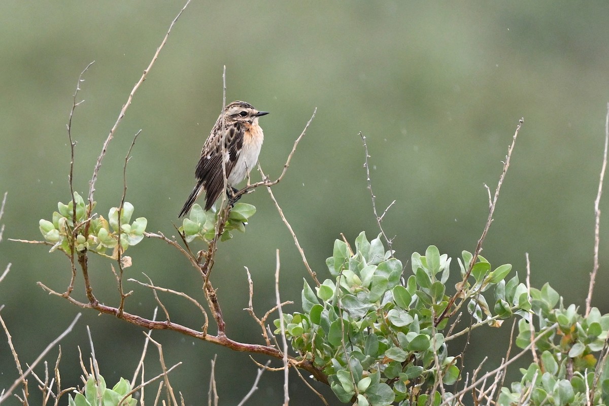 Whinchat - ML619177997