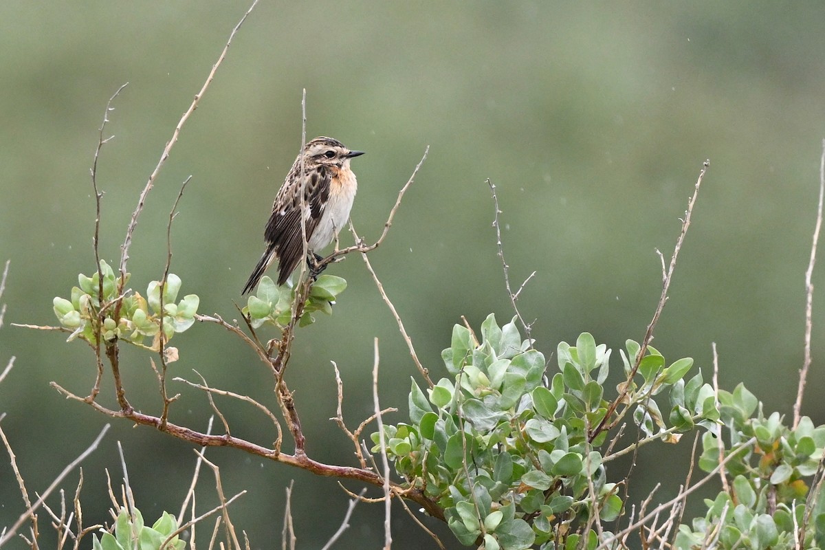 Whinchat - Paul Dufour