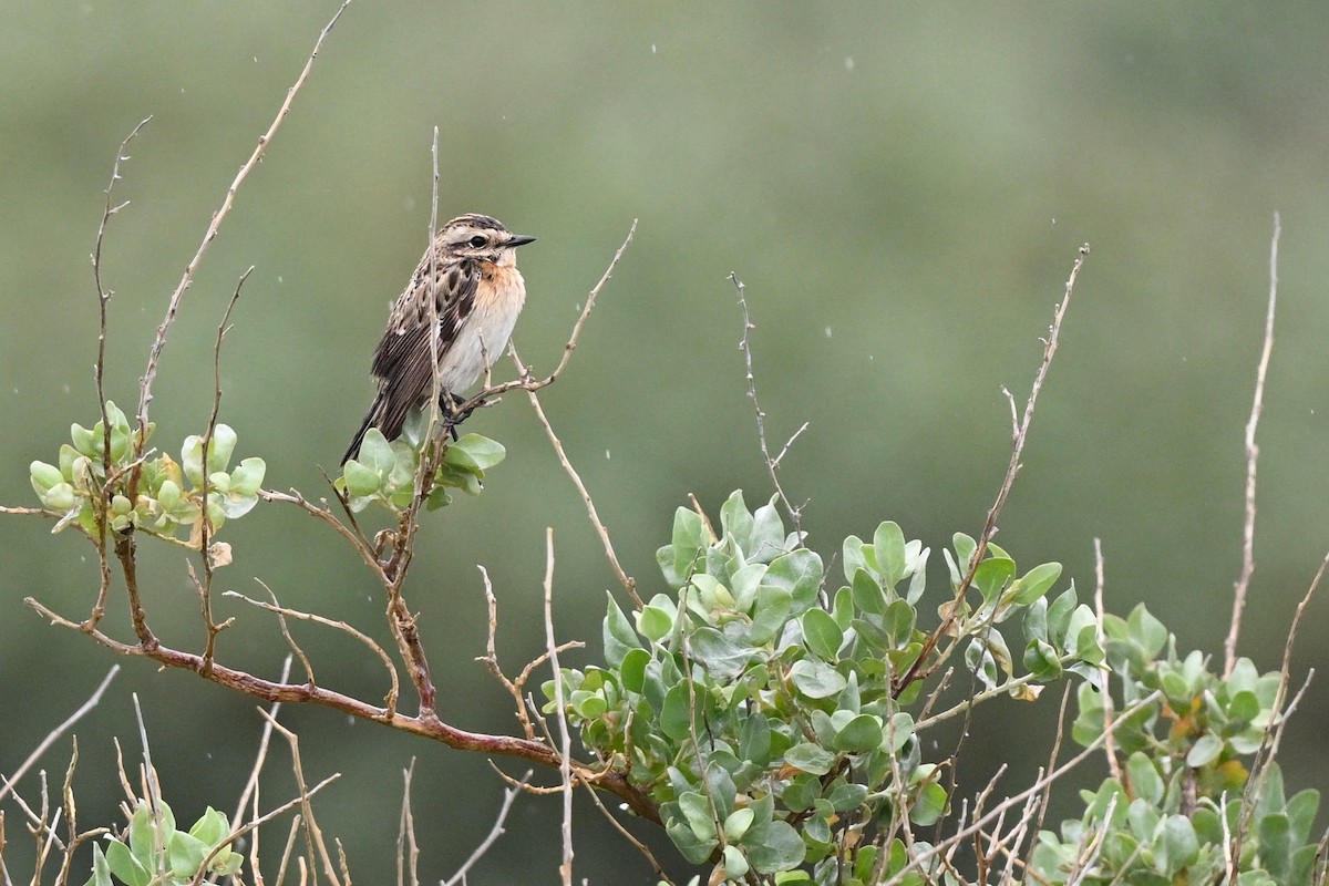 Whinchat - ML619177998